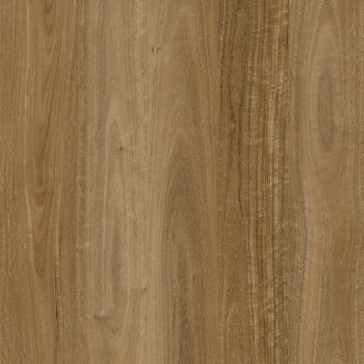 Product / Queensland Spotted Gum