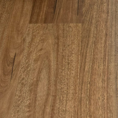 Desert Spotted Gum